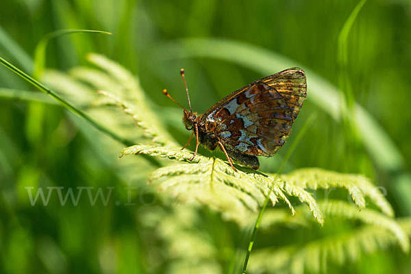 Hochmoor-Perlmutterfalter (Boloria aquilonaris)