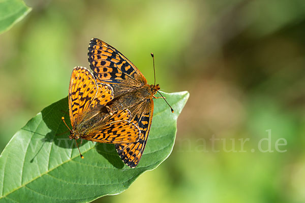 Hochmoor-Perlmutterfalter (Boloria aquilonaris)