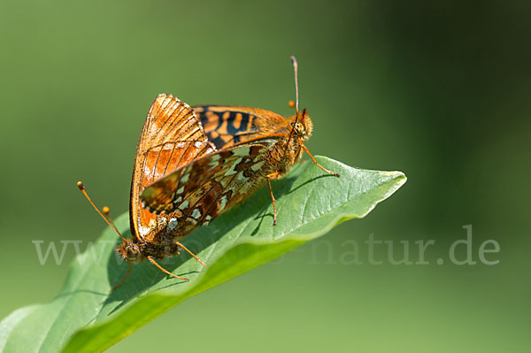 Hochmoor-Perlmutterfalter (Boloria aquilonaris)