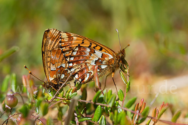 Hochmoor-Perlmutterfalter (Boloria aquilonaris)