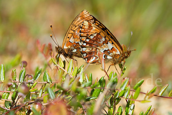 Hochmoor-Perlmutterfalter (Boloria aquilonaris)