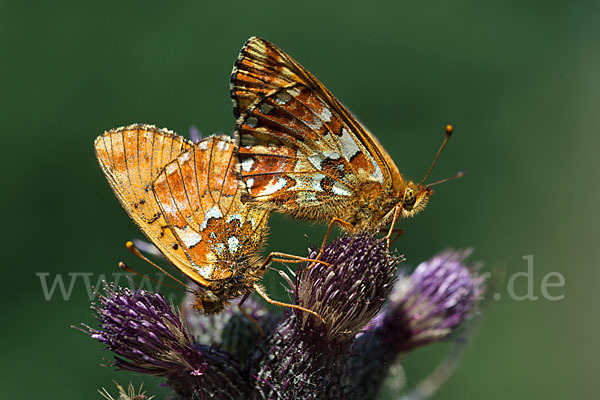 Hochmoor-Perlmutterfalter (Boloria aquilonaris)