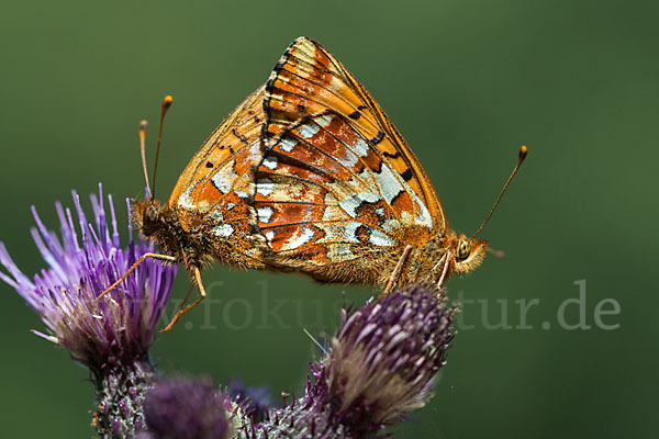 Hochmoor-Perlmutterfalter (Boloria aquilonaris)