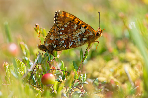 Hochmoor-Perlmutterfalter (Boloria aquilonaris)