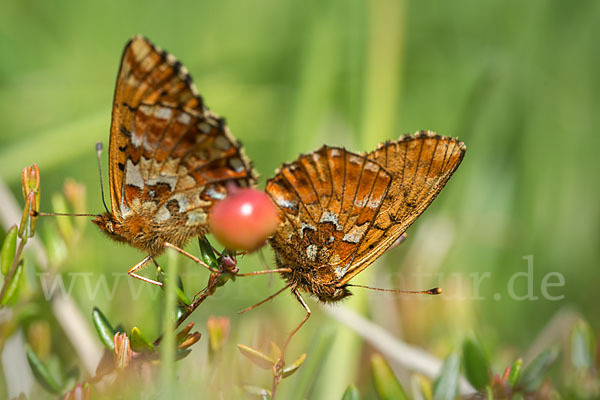 Hochmoor-Perlmutterfalter (Boloria aquilonaris)