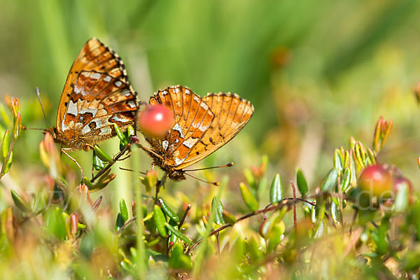 Hochmoor-Perlmutterfalter (Boloria aquilonaris)