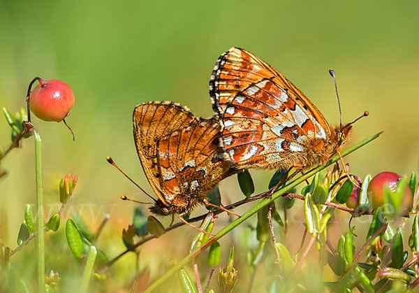 Hochmoor-Perlmutterfalter (Boloria aquilonaris)