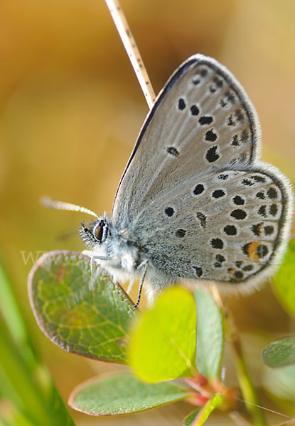 Hochmoorbläuling (Plebeius optilete)