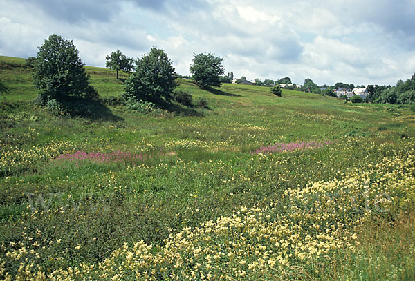 leo, landschaft, landscape, feuchtwiese, hochstaudenflur, biotop