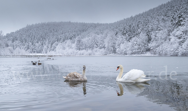 Höckerschwan (Cygnus olor)