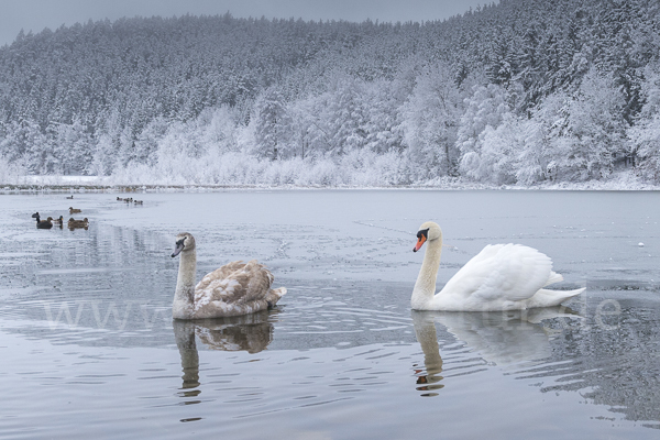 Höckerschwan (Cygnus olor)