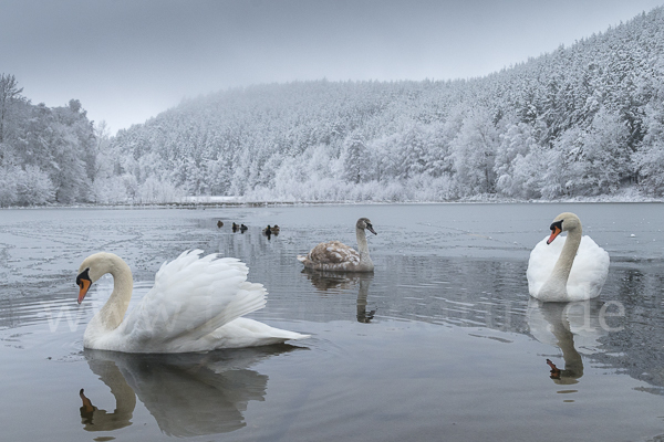 Höckerschwan (Cygnus olor)