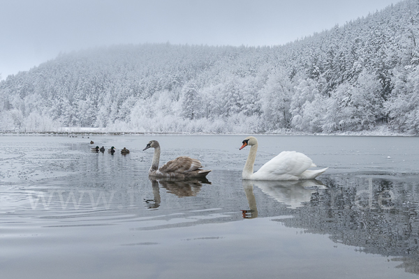 Höckerschwan (Cygnus olor)