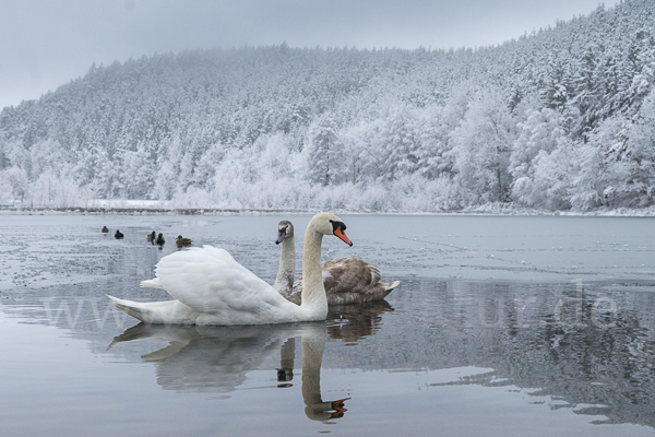 Höckerschwan (Cygnus olor)