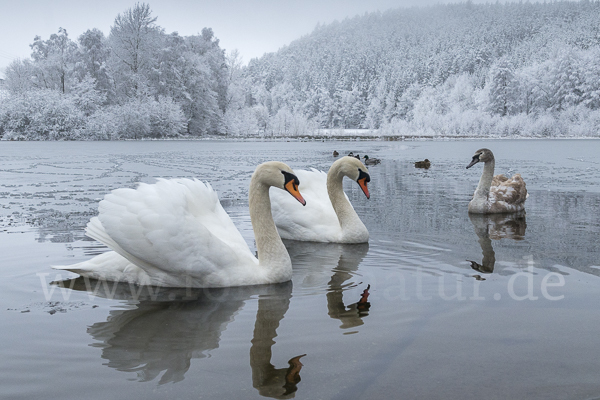 Höckerschwan (Cygnus olor)