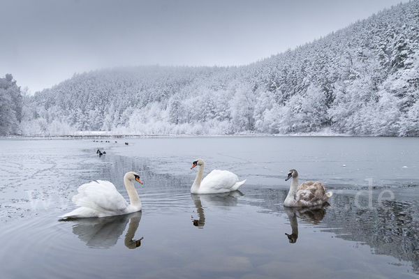 Höckerschwan (Cygnus olor)