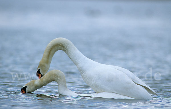 Höckerschwan (Cygnus olor)