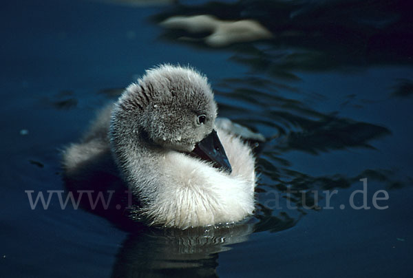 Höckerschwan (Cygnus olor)