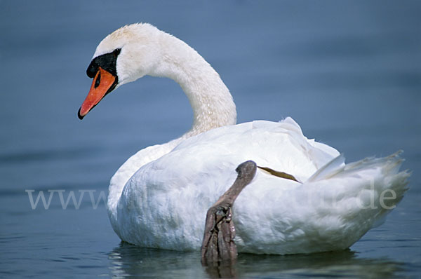 Höckerschwan (Cygnus olor)