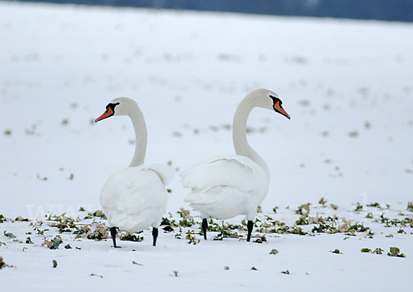 Höckerschwan (Cygnus olor)