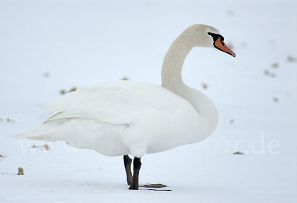 Höckerschwan (Cygnus olor)