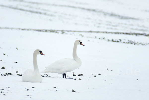 Höckerschwan (Cygnus olor)