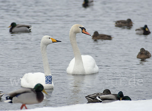 Höckerschwan (Cygnus olor)