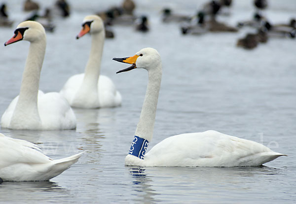 Höckerschwan (Cygnus olor)