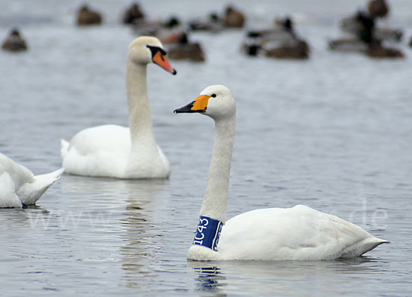 Höckerschwan (Cygnus olor)