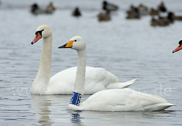 Höckerschwan (Cygnus olor)