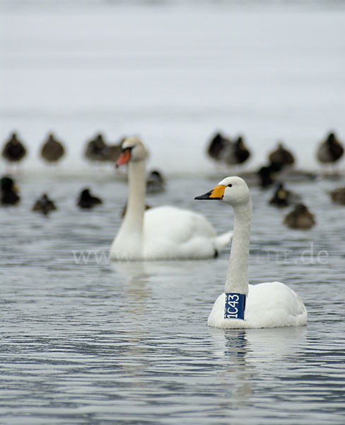 Höckerschwan (Cygnus olor)