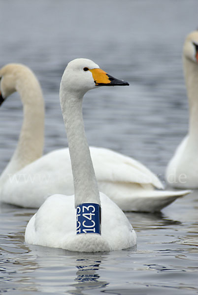 Höckerschwan (Cygnus olor)