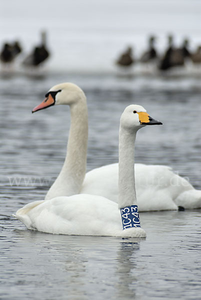 Höckerschwan (Cygnus olor)