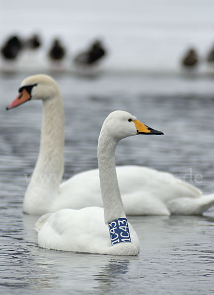 Höckerschwan (Cygnus olor)