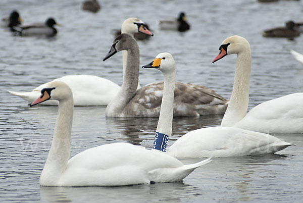 Höckerschwan (Cygnus olor)