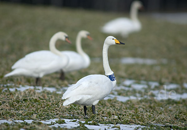 Höckerschwan (Cygnus olor)