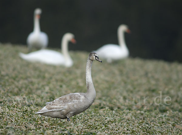 Höckerschwan (Cygnus olor)