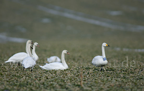 Höckerschwan (Cygnus olor)