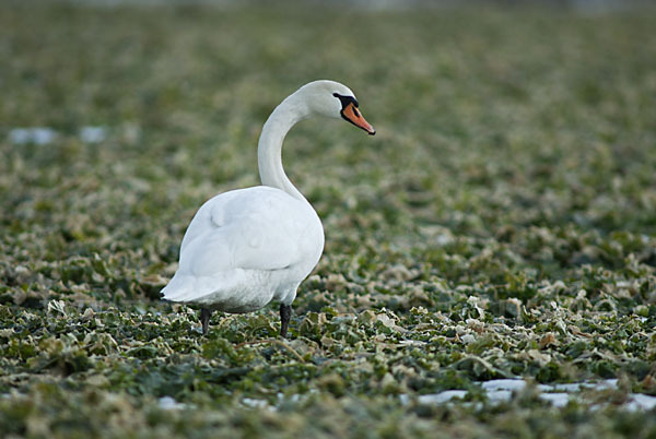 Höckerschwan (Cygnus olor)