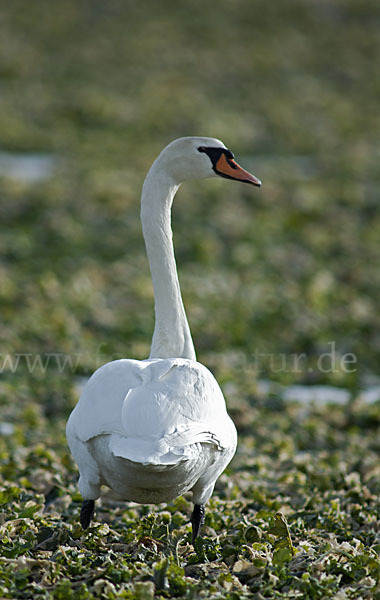 Höckerschwan (Cygnus olor)