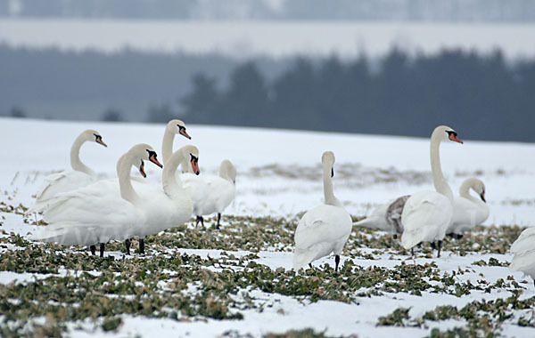 Höckerschwan (Cygnus olor)