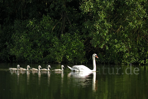 Höckerschwan (Cygnus olor)