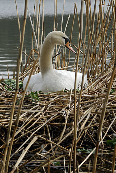 Höckerschwan (Cygnus olor)