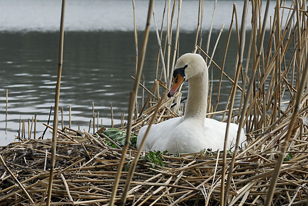 Höckerschwan (Cygnus olor)