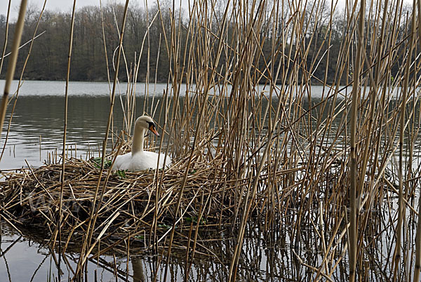 Höckerschwan (Cygnus olor)