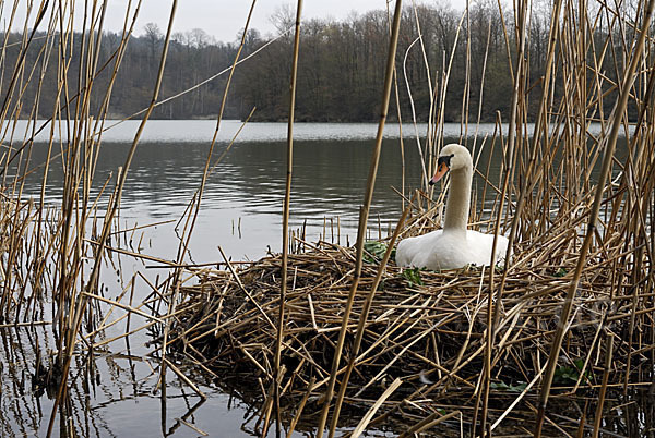 Höckerschwan (Cygnus olor)