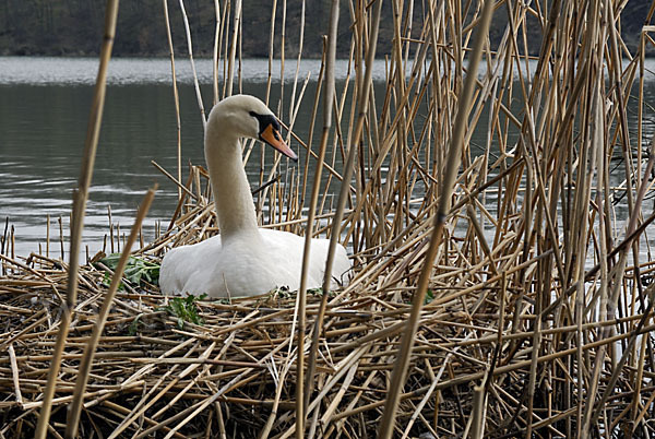 Höckerschwan (Cygnus olor)