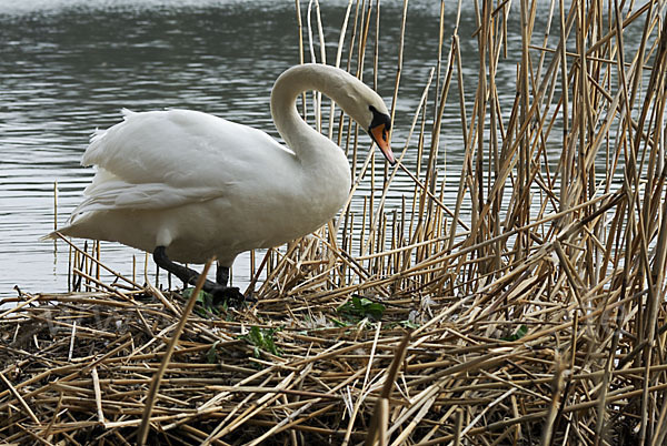 Höckerschwan (Cygnus olor)