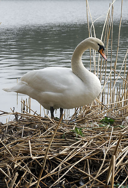 Höckerschwan (Cygnus olor)