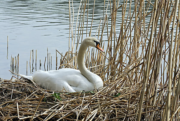 Höckerschwan (Cygnus olor)